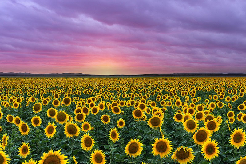 Sunflowers